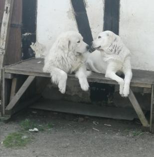 Herdenschutzhunde Podhalaner Welpen