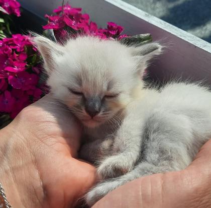 Katze Kater Heilige Birma Kitten