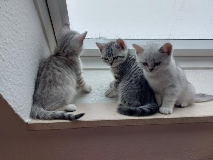 Reinrassige BKH Kitten zu verkaufen
