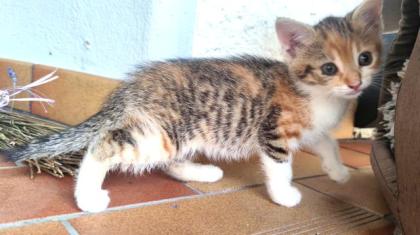 Katzenbabys zu verschenken