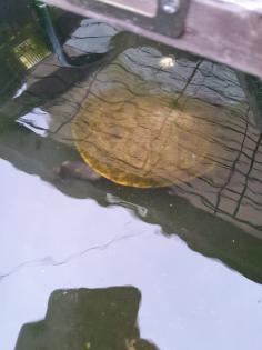 Schildkröten 3 Stück