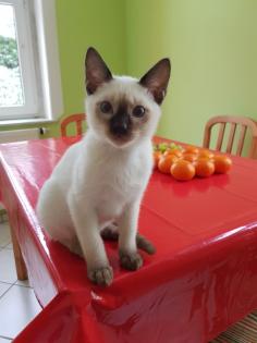 Siamkater Thaikater