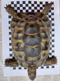 Maurische Landschildkröte Bock 15 Jahre alt