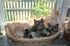 Wunderschöne Maine-Coon-Norweger Waldkatzen Kitten