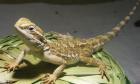 Zwergbartagame Leopardgecko