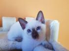 Siamkatze alte Art der Siam Thaikater Kitten in der Farbe blue point