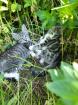 Katzenwelpen Kitten Kätzchen